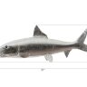 Настенный декор Phillips Collection Bonefish Wall Sculpture Silver