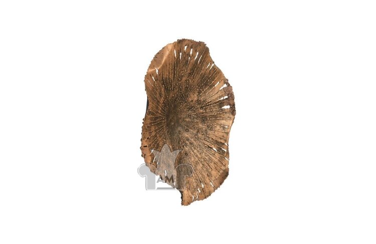 Настенный декор Phillips Collection Lotus Wall Art Copper