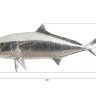 Настенный декор Phillips Collection Yellow Tailed King Fish Wall Sculpture Silver