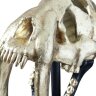Скульптура Phillips Collection Gold Saber Tooth Tiger Scull Sculpture